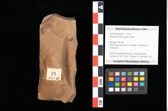 Foto (Objekt + Etikett) von Sphaeria interpungens Heer (NHMW-GEO-2024-0188-0021)